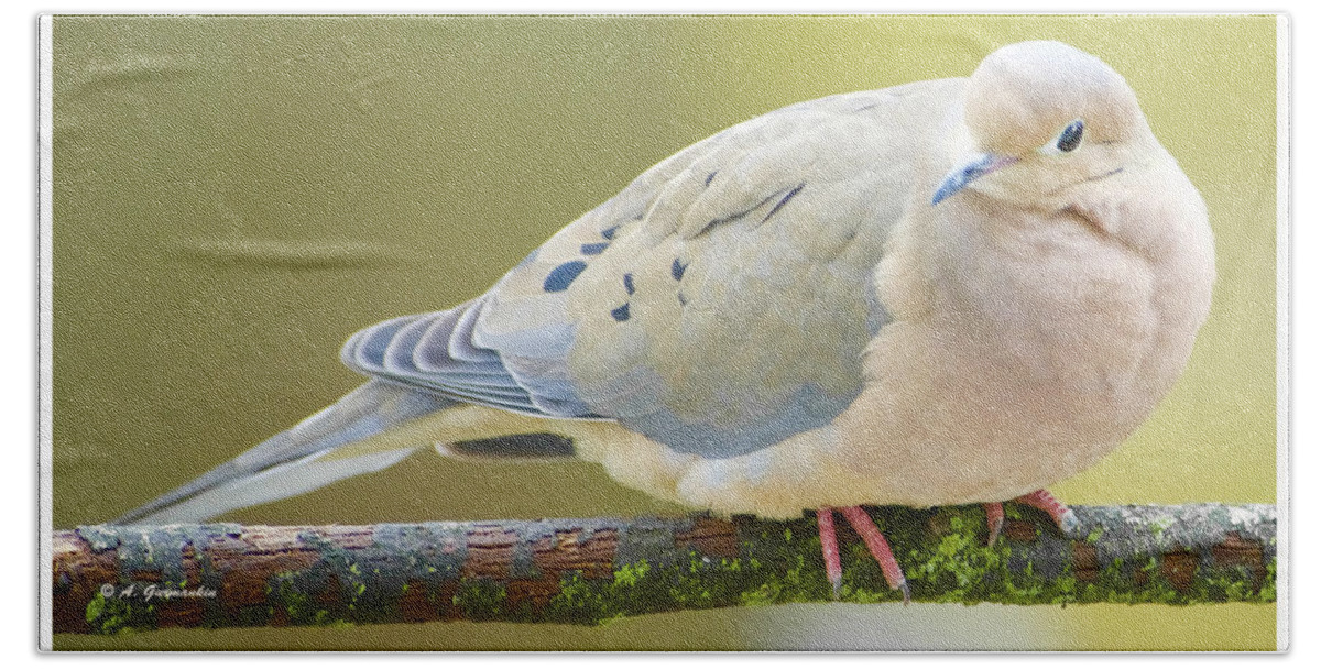 Taxonmy Bath Towel featuring the photograph Mourning Dove on Tree Branch #1 by A Macarthur Gurmankin