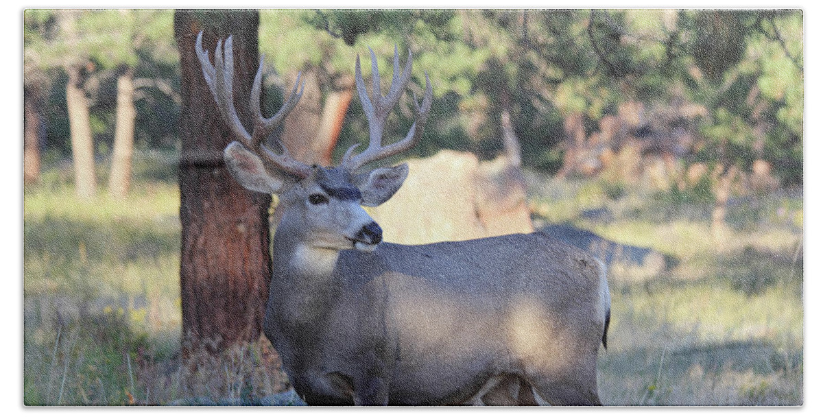 Buck Bath Towel featuring the photograph Muley Buck #2 by Shane Bechler
