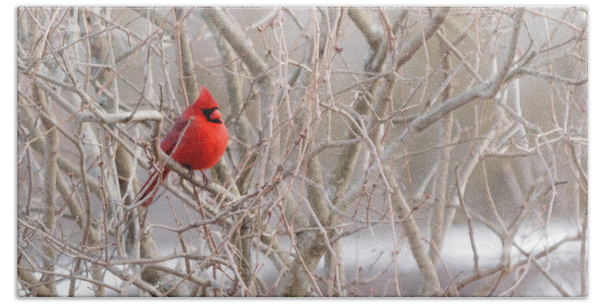 Cardinalis Hand Towel featuring the photograph Northern cardinal #1 by SAURAVphoto Online Store