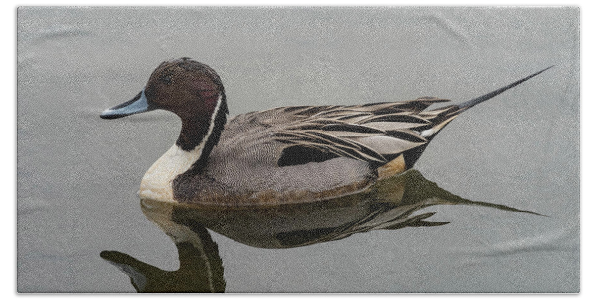 Duck Hand Towel featuring the photograph Northern Pintail #1 by Jody Partin