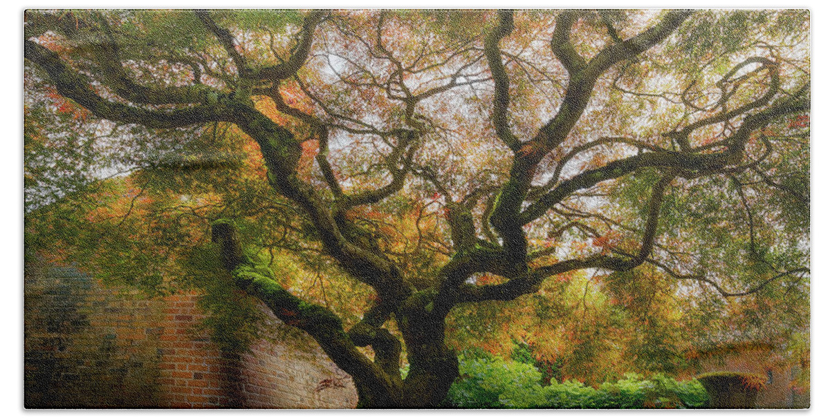 Japanese Hand Towel featuring the photograph Old Japanese Maple Tree #1 by David Gn
