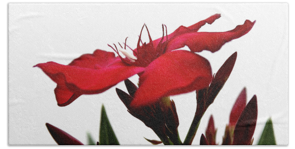 Oleander Hand Towel featuring the photograph Oleander Blood-red Velvet 3 by Wilhelm Hufnagl