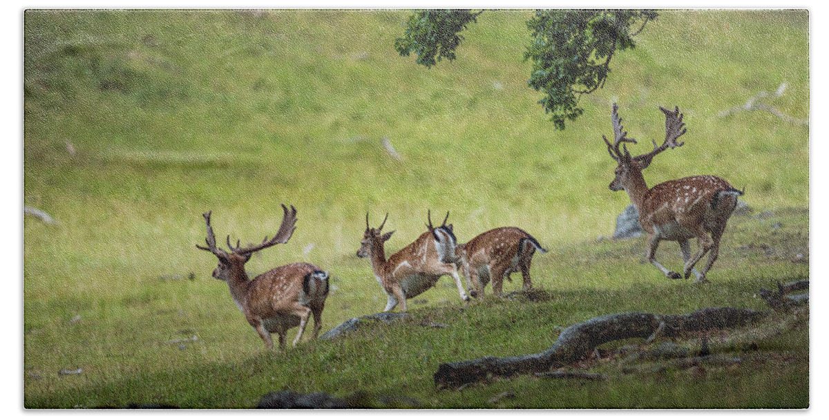 Four Fallow Deer Bucks Bath Towel featuring the photograph On the run by Torbjorn Swenelius
