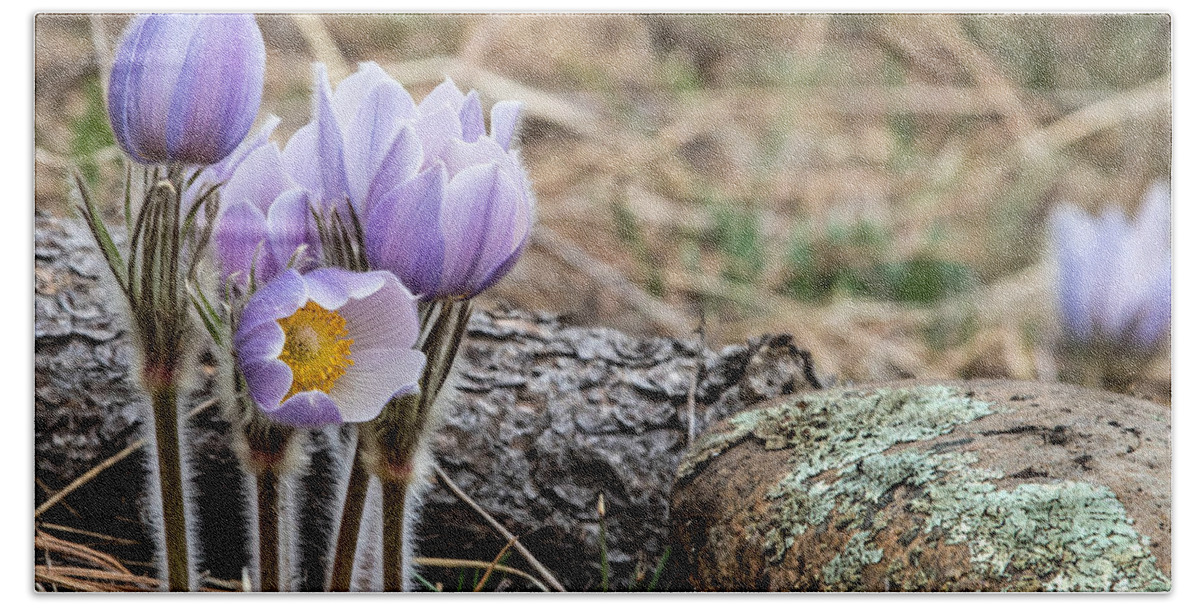 Pasque Hand Towel featuring the photograph Pasque Flower #1 by Dawn Key