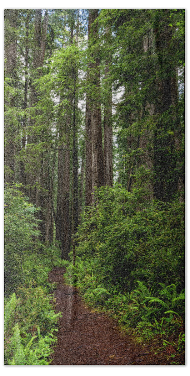 Fern Hand Towel featuring the photograph Path to the Big Trees #1 by Rick Pisio