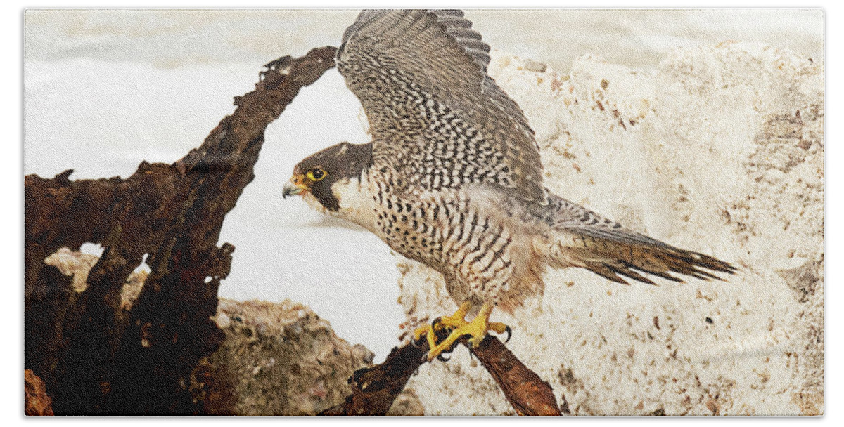 Bird Hand Towel featuring the photograph Peregrine Falcon #1 by Dennis Hammer