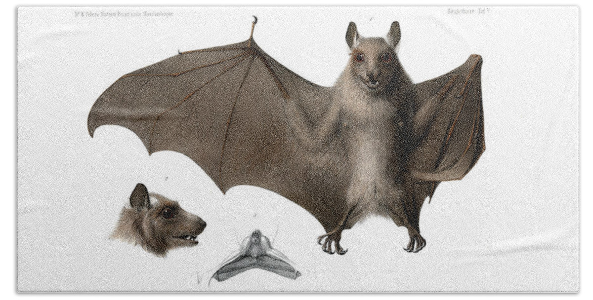 Peters's Epauletted Fruit Bat Bath Towel featuring the drawing Peters's epauletted fruit bat #2 by Hugo Troschel