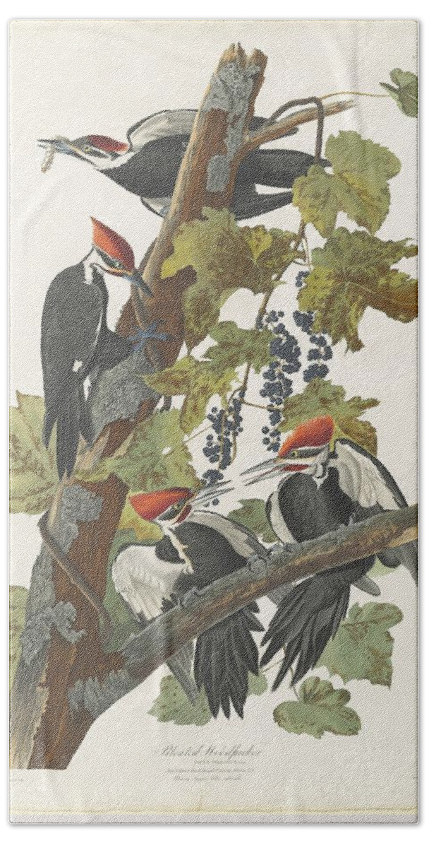Pileated Woodpecker Hand Towel featuring the painting Pileated Woodpecker by John James Audubon