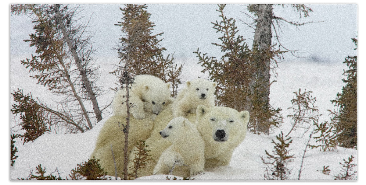 #faatoppicks Hand Towel featuring the photograph Polar Bear Ursus Maritimus Trio #1 by Matthias Breiter