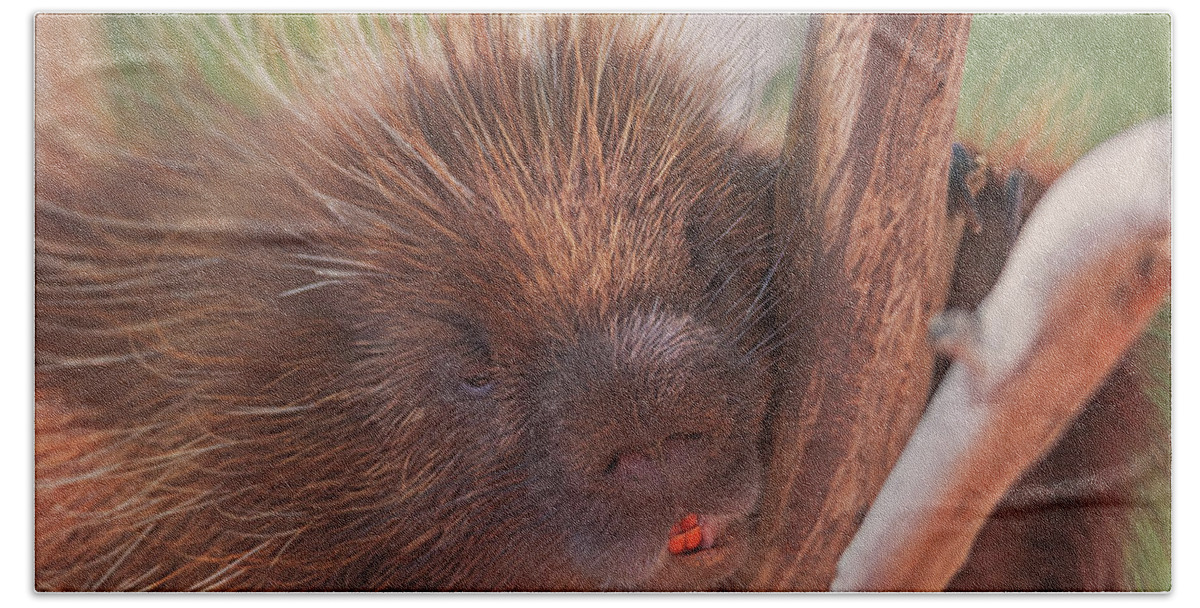 Animal Hand Towel featuring the photograph Porcupine #1 by Brian Cross