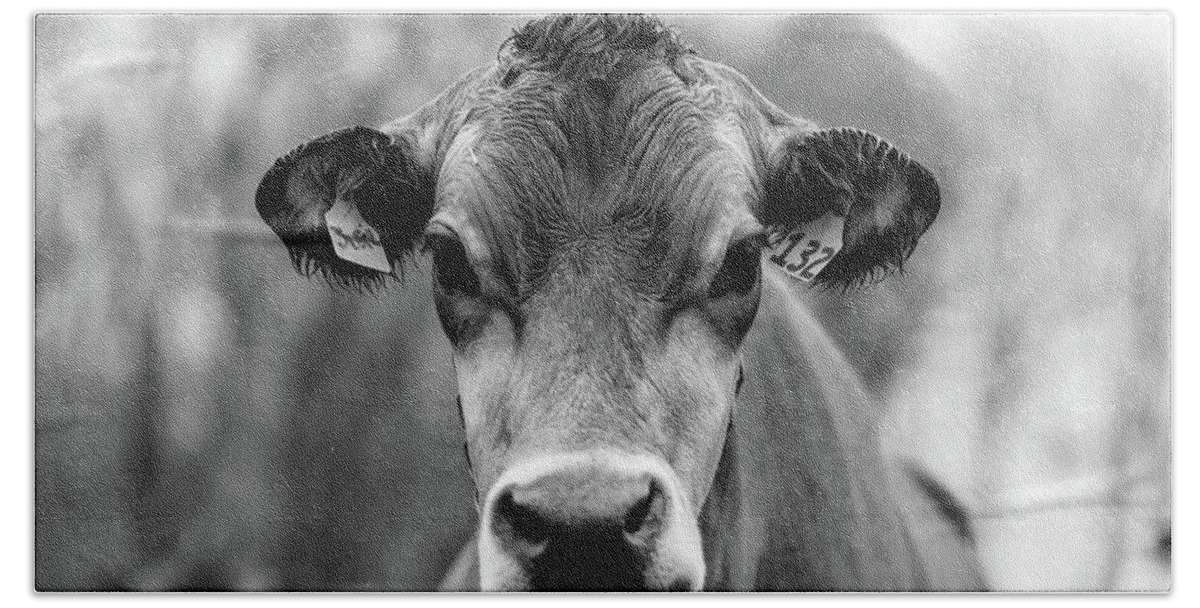Livestock Bath Towel featuring the photograph Portrait of a dairy cow in the rain Stowe Vermont by Edward Fielding