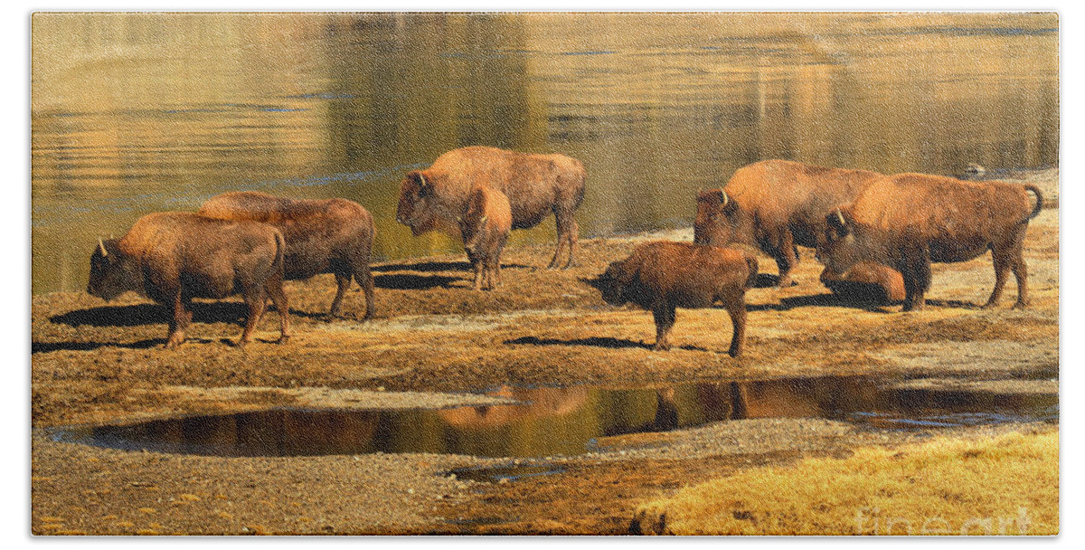 Bison Bath Towel featuring the photograph Gathering To Cross The Yellowstone River by Adam Jewell