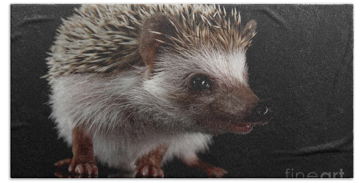 Hedgehog Hand Towel featuring the photograph Prickly hedgehog by Sergey Taran