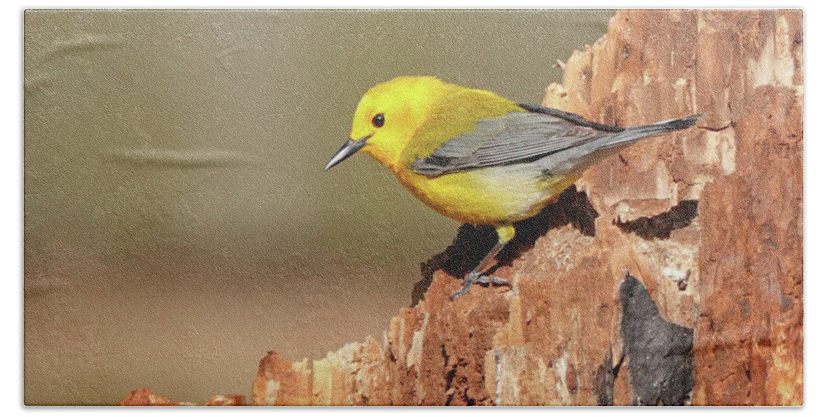 Songbird Hand Towel featuring the photograph Prothonotary Warbler #1 by Jack Nevitt