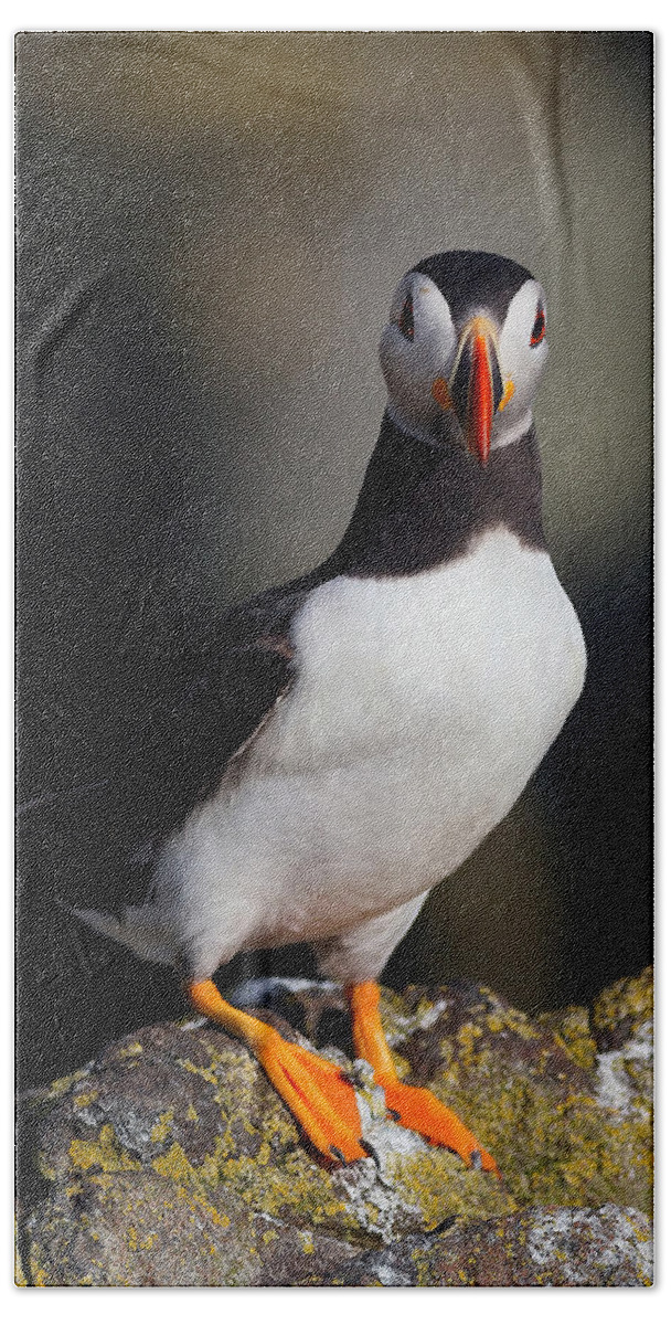  Puffin Hand Towel featuring the photograph Puffin Portrait #1 by Grant Glendinning