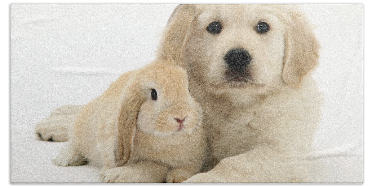 Sandy Lop Rabbit Hand Towel featuring the photograph Puppy And Bunny #1 by Jane Burton
