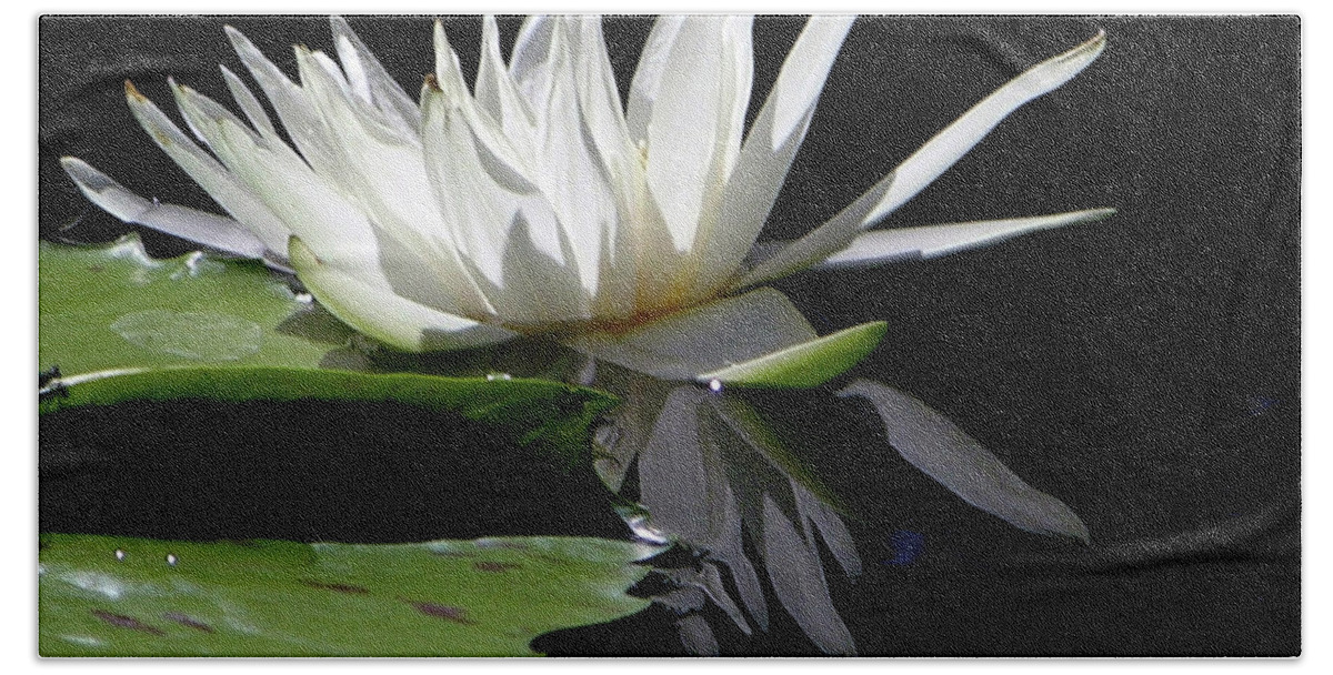 Water Lily Bath Towel featuring the photograph Quiet Reflections #1 by John Lautermilch