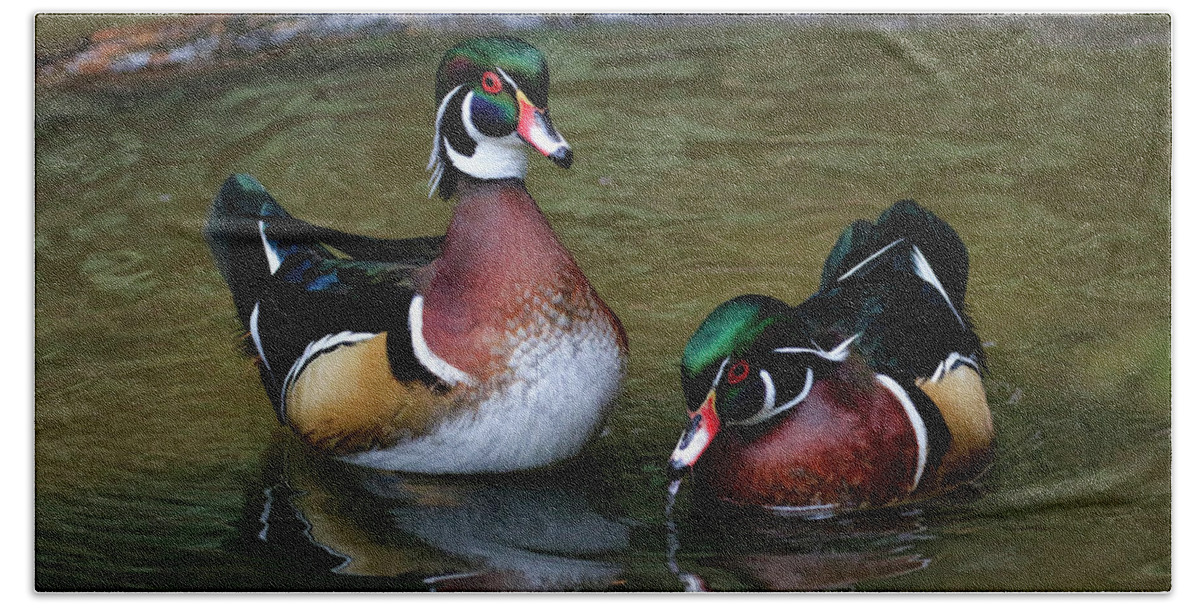 Wood Ducks Hand Towel featuring the photograph Quite the Pair #1 by Steve McKinzie