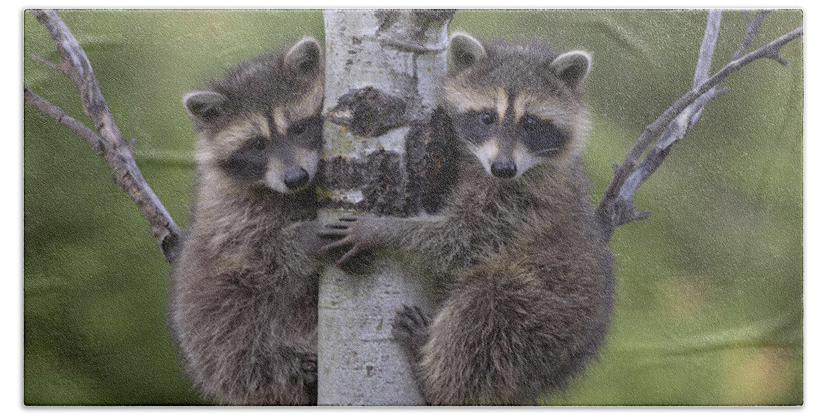 00176520 Hand Towel featuring the photograph Raccoon Two Babies Climbing Tree by Tim Fitzharris