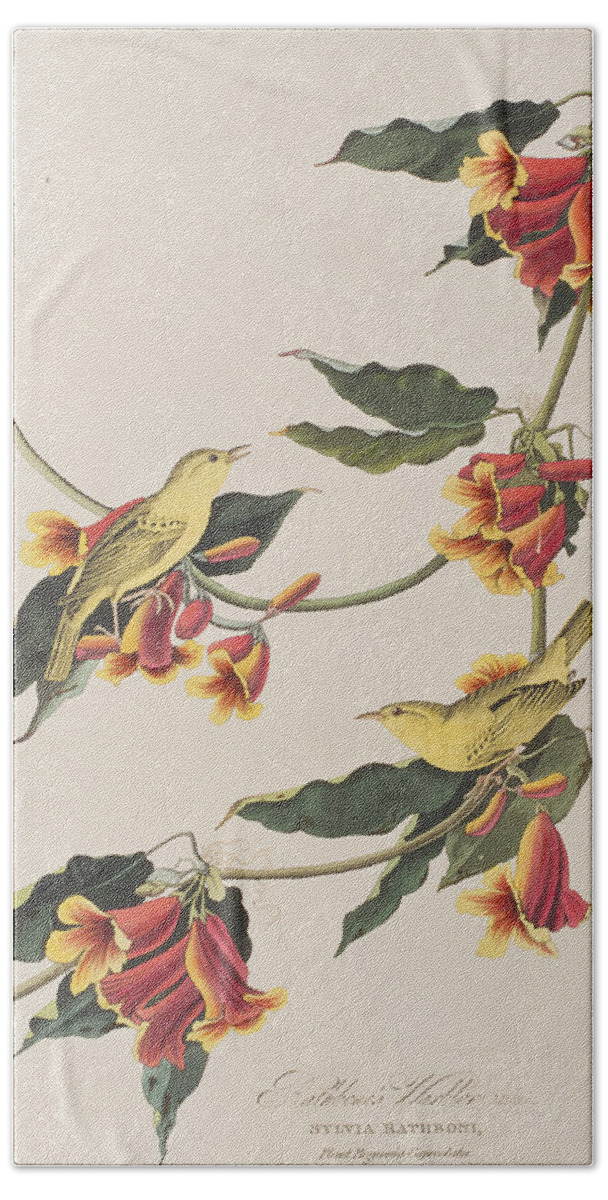 Rathbone Warbler Bath Towel featuring the painting Rathbone Warbler by John James Audubon