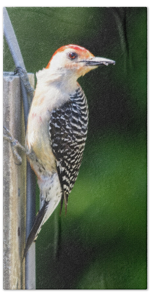 Woodpecker Bath Towel featuring the photograph Red-bellied Woodpecker #1 by John Benedict