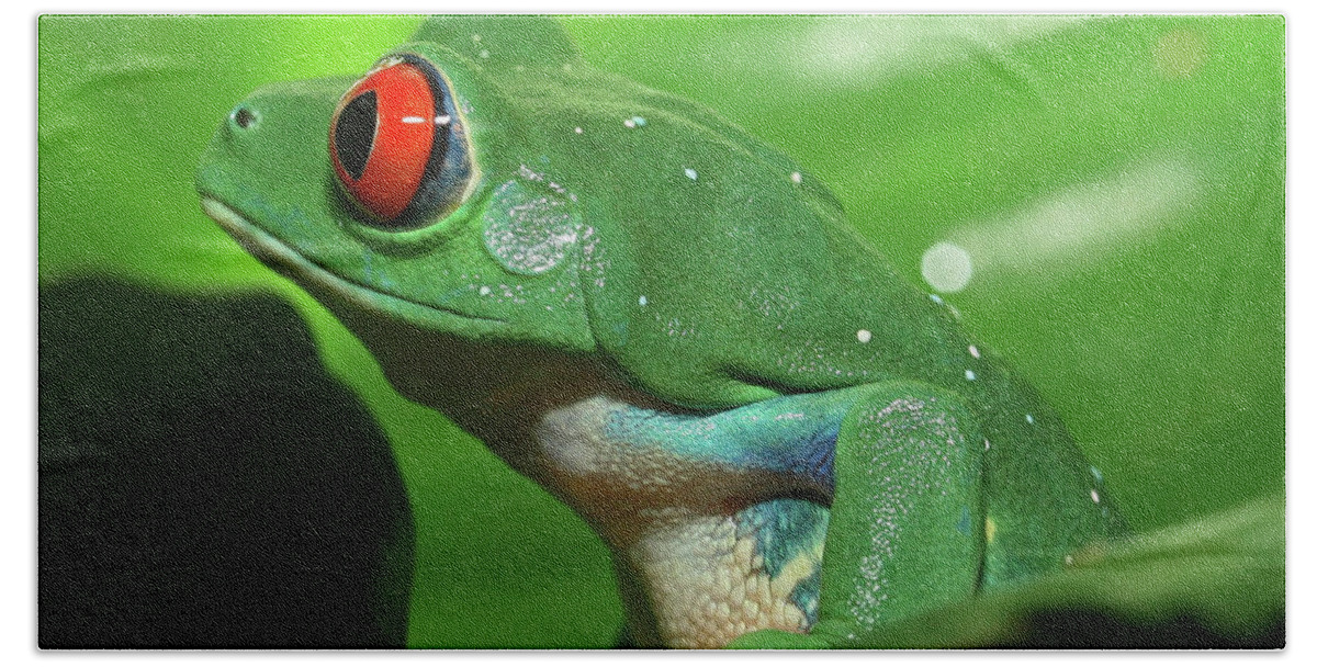 Red Eyed Tree Frog Hand Towel featuring the photograph Red Eyed Tree Frog #1 by David Freuthal