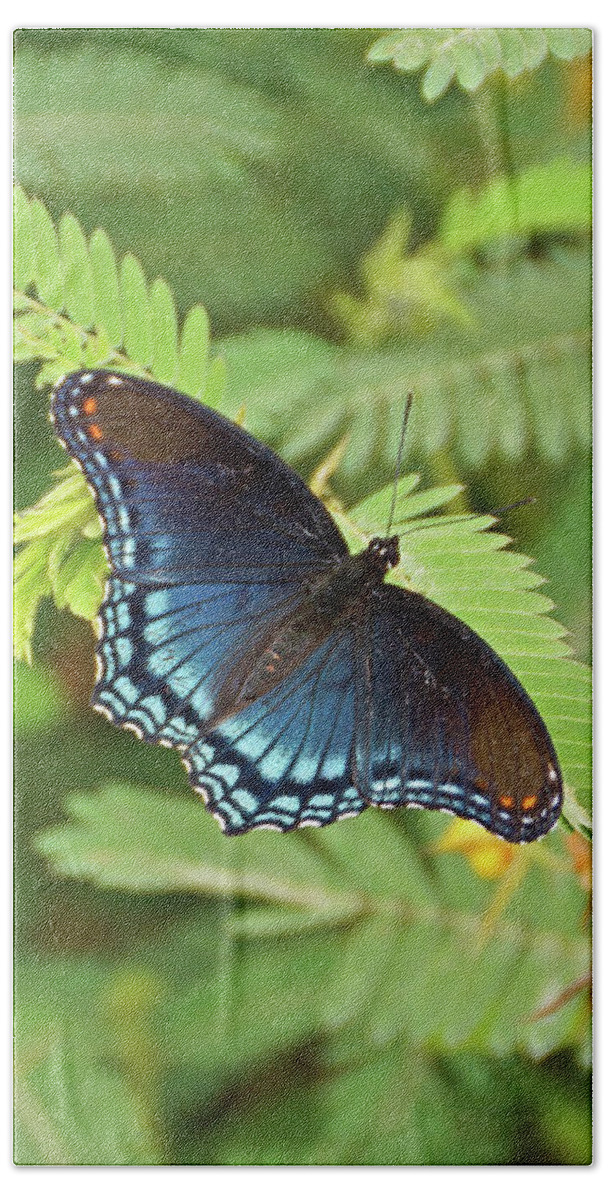 Butterfly Bath Towel featuring the photograph Red Spotted Purple Butterfly #2 by Sandy Keeton