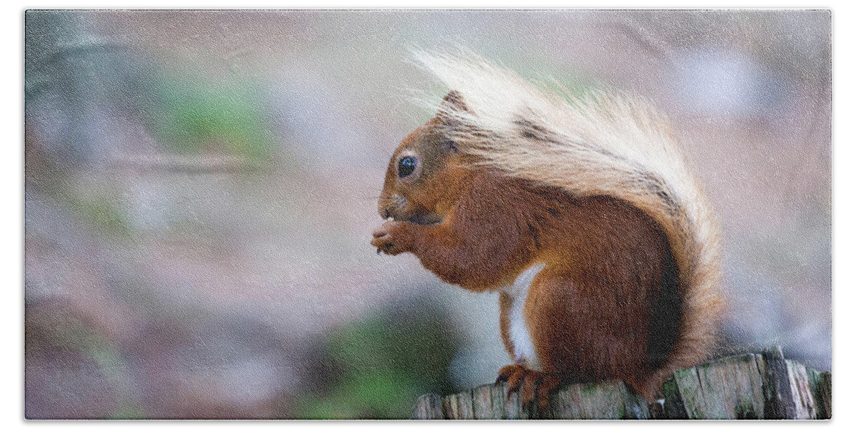 Red Squirrel Hand Towel featuring the photograph Red Squirrel #2 by Anita Nicholson