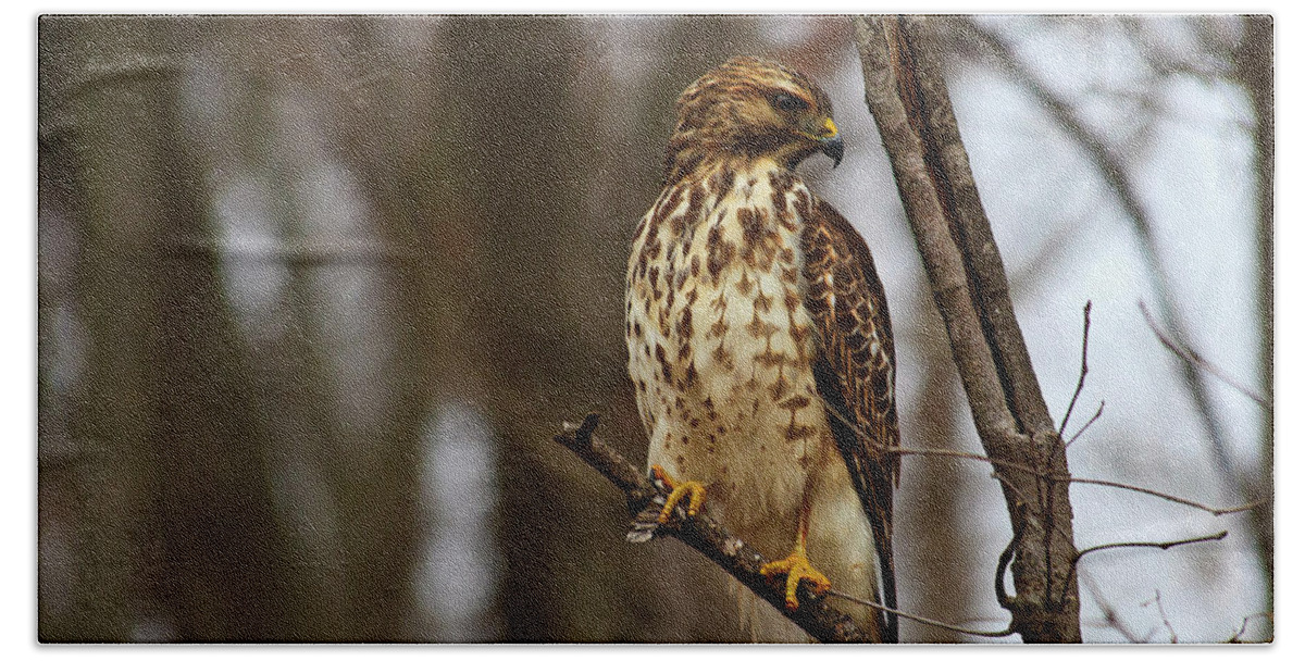 Red Bath Towel featuring the photograph Red Tailed Hawk #1 by Jill Lang