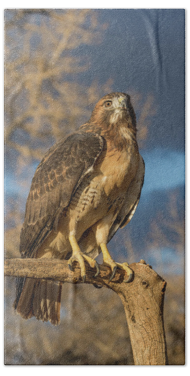 Red Tailed Hawk Hand Towel featuring the photograph Red-tailed Hawk Portrait #1 by Tony Hake