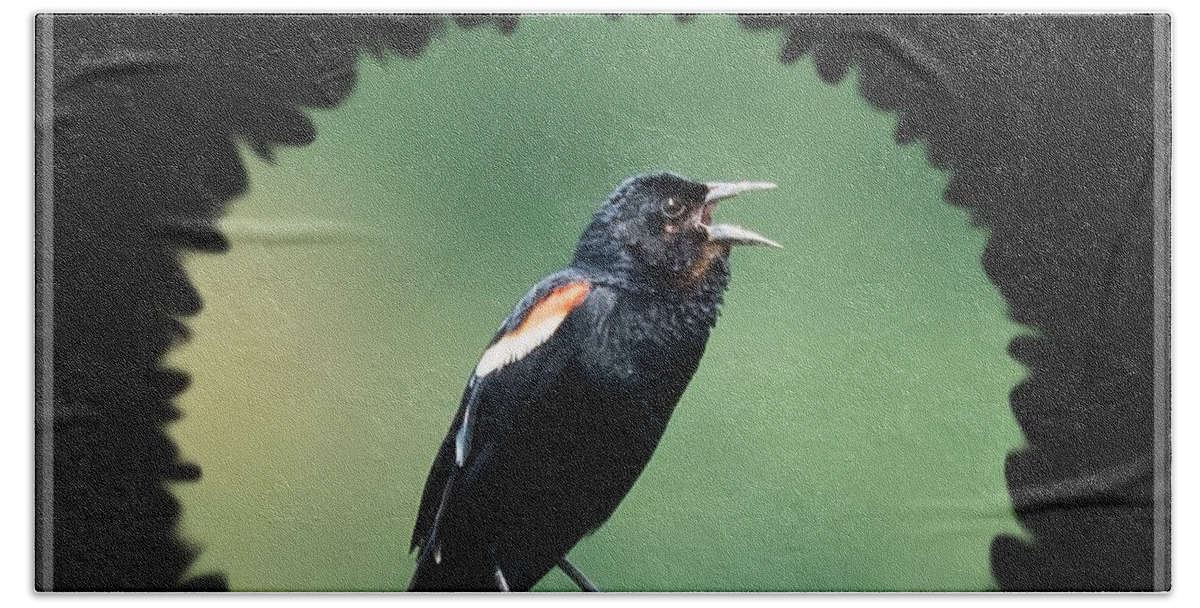 Red-winged Blackbird Bath Towel featuring the photograph Red-Winged Blackbird by Holden The Moment