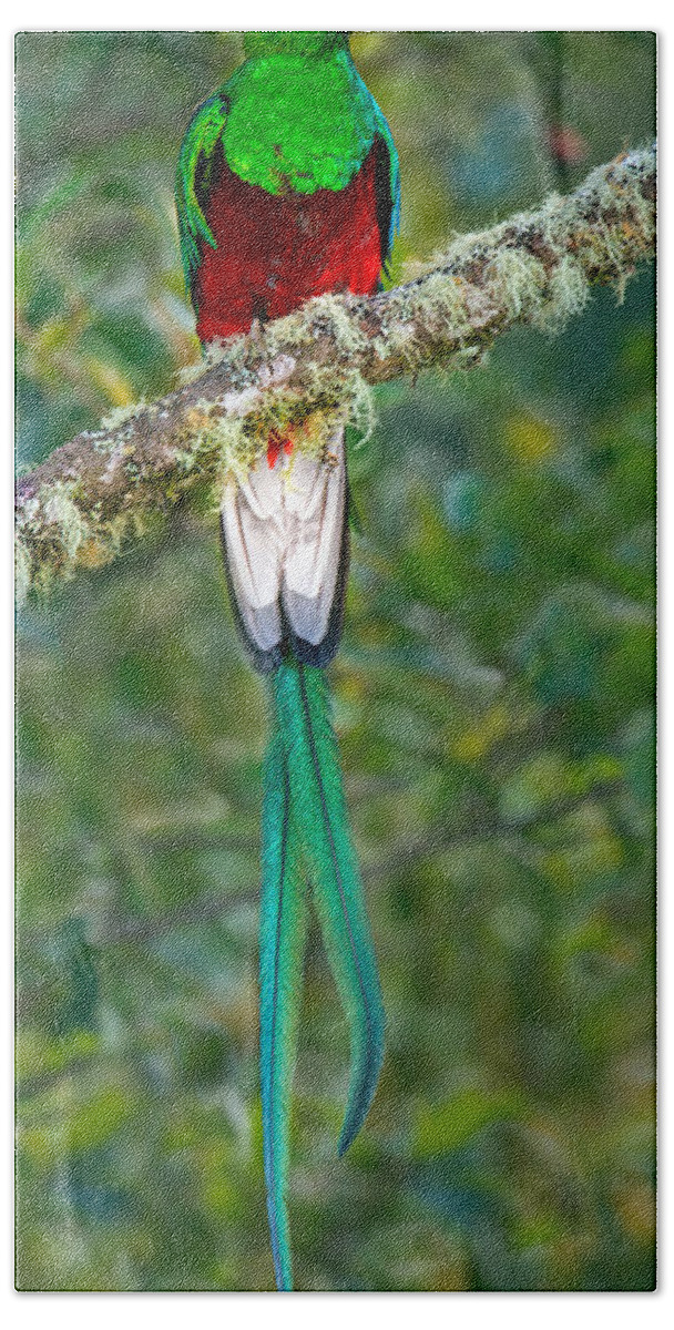 Photography Hand Towel featuring the photograph Resplendent Quetzal Pharomachrus #1 by Panoramic Images
