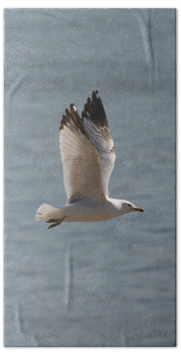 Ring Billed Gull Bath Towel featuring the photograph Ring-Billed Gull by Holden The Moment