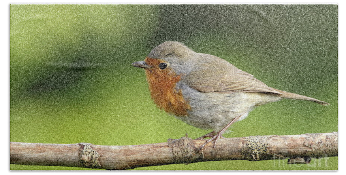 Robin Birds Nature Photography Garden Pskeltonphoto Prints Canvas Cards Posters Hand Towel featuring the photograph Robin #1 by Peter Skelton
