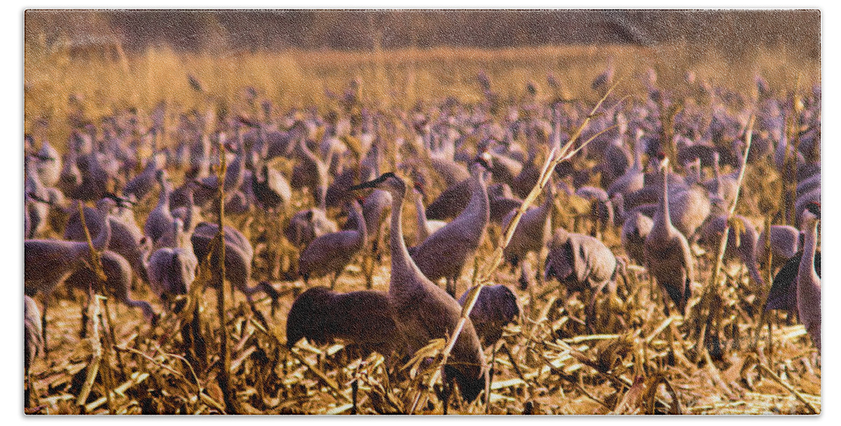 Birds Bath Towel featuring the photograph Sandhills in the corn #2 by Jeff Swan