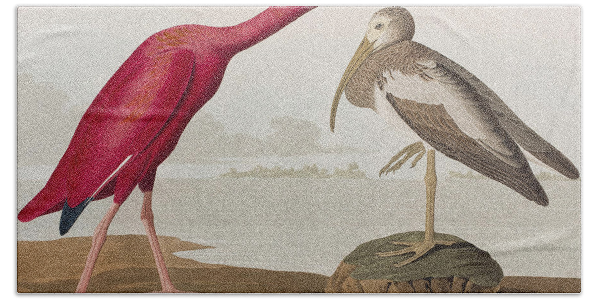 Scarlet Ibis Bath Towel featuring the painting Scarlet Ibis by John James Audubon