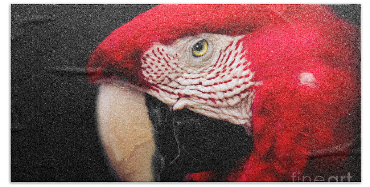 Scarlet Macaw Bath Towel featuring the photograph Scarlet Macaw - Ara Macao #1 by Sharon Mau