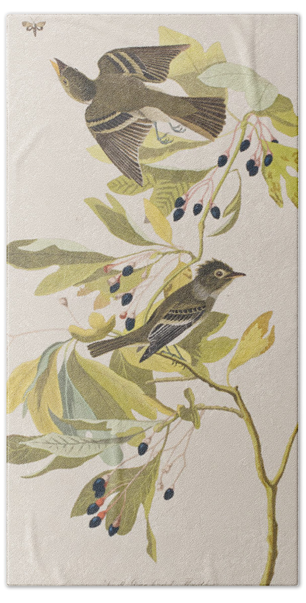 Flycatcher Bath Towel featuring the painting Small Green Crested Flycatcher by John James Audubon