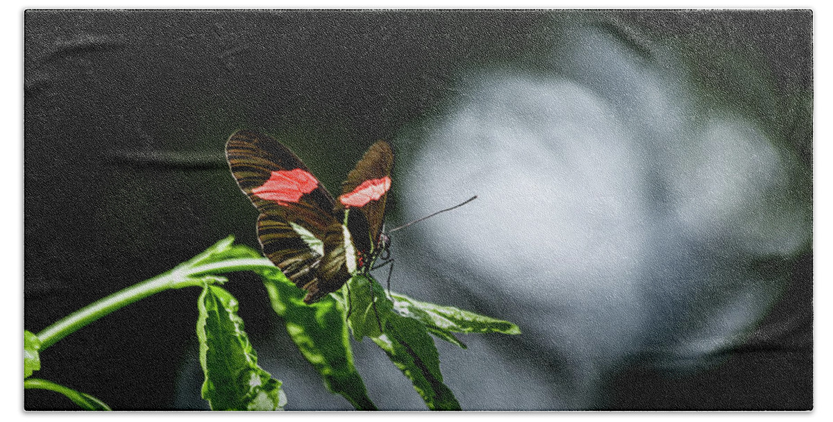 Lepidoptera Bath Towel featuring the photograph Small Postman #1 by SAURAVphoto Online Store