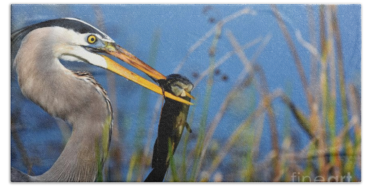 Great Blue Heron Hand Towel featuring the photograph Snack Time #1 by Julie Adair