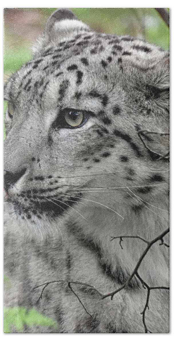 Panthera Uncia Hand Towel featuring the photograph Snow Leopard #1 by Kuni Photography