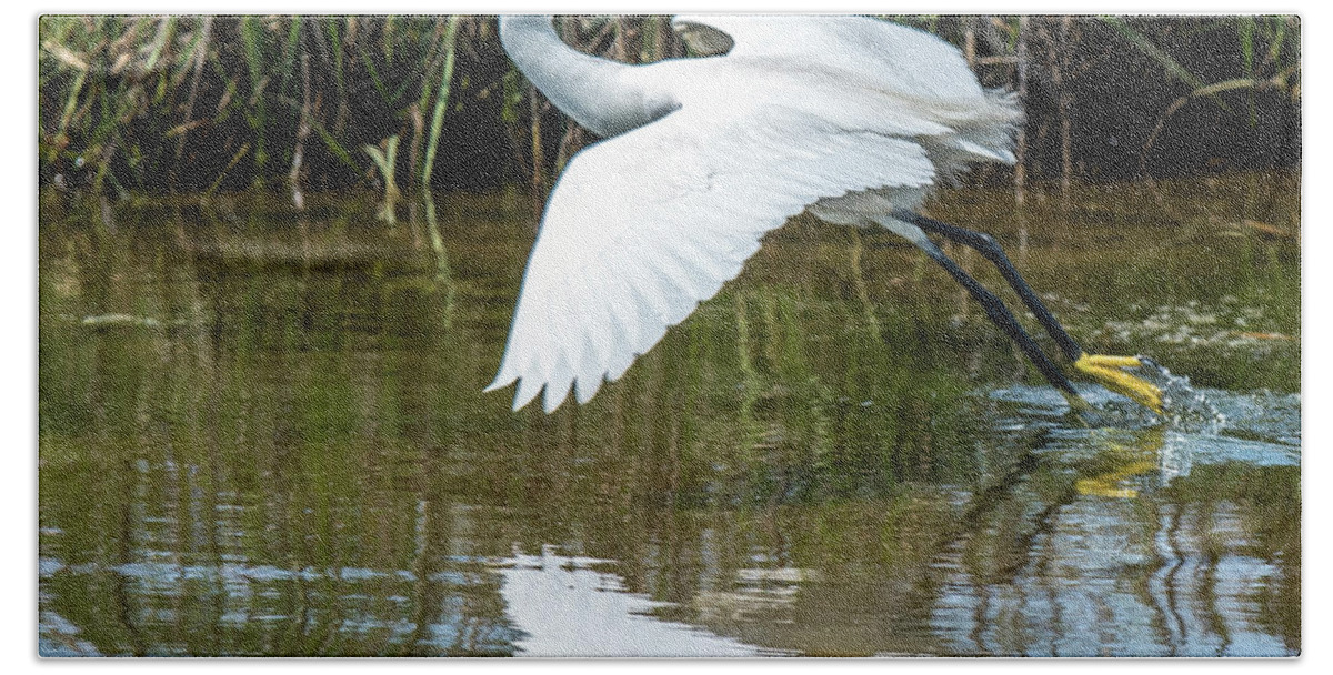 Animal Bath Towel featuring the photograph Snowy Egret Takeoff #1 by William Bitman