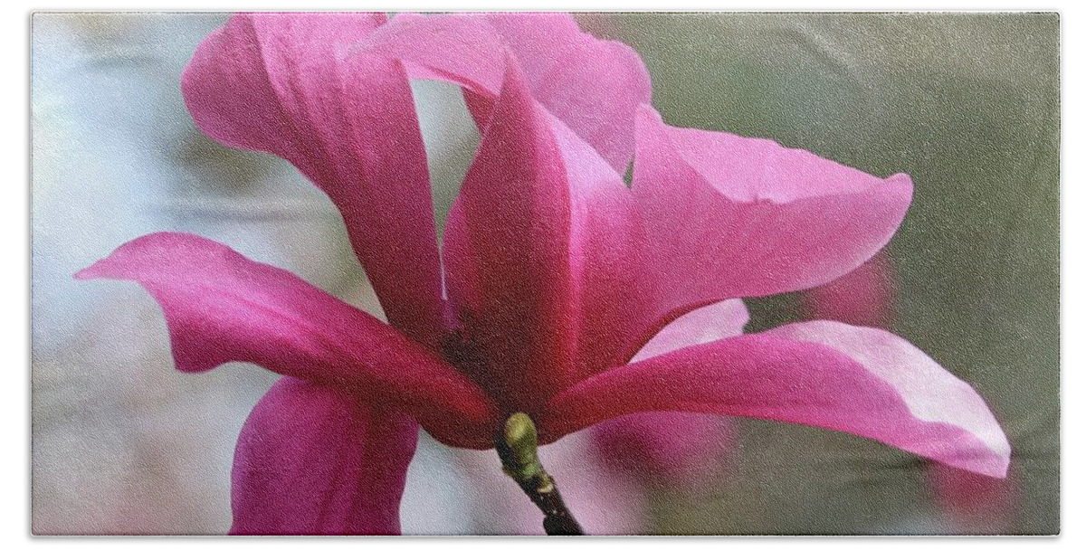 Pink Magnolia Bath Towel featuring the photograph Southern Pink Magnolia #1 by Carol Groenen