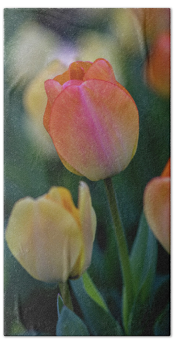 Bloom Hand Towel featuring the photograph Spring Tulip by Ron Pate