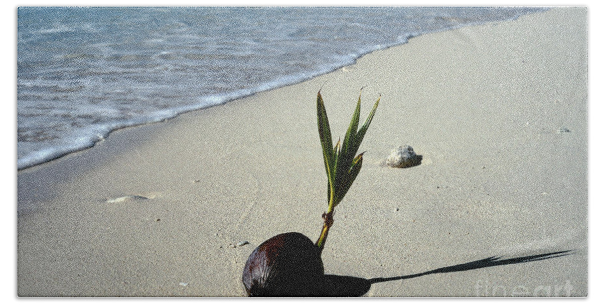 Coconut Bath Towel featuring the photograph Sprouting Coconut On Beach #1 by John Kaprielian