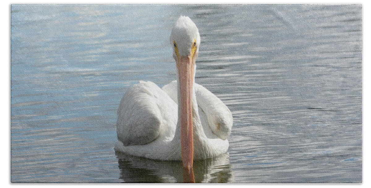 American White Pelican Bath Towel featuring the photograph Straight On #1 by Fraida Gutovich