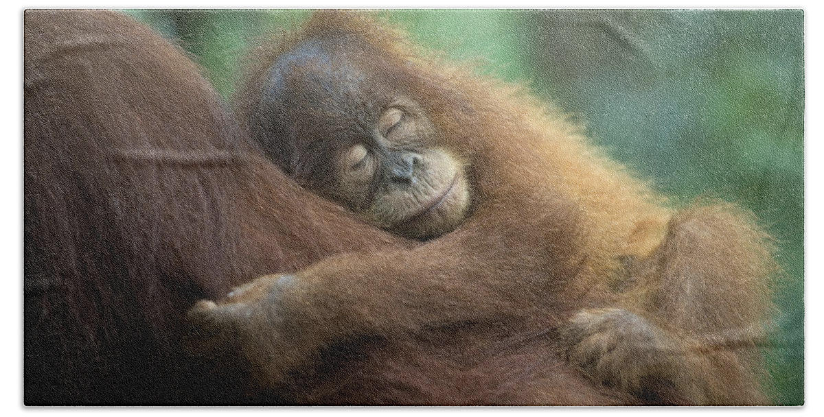 Mp Bath Towel featuring the photograph Sumatran Orangutan Pongo Abelii Two #1 by Suzi Eszterhas