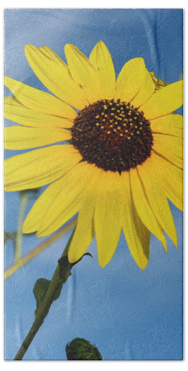 Sunflower Hand Towel featuring the photograph Sunflower 966 by David Drew