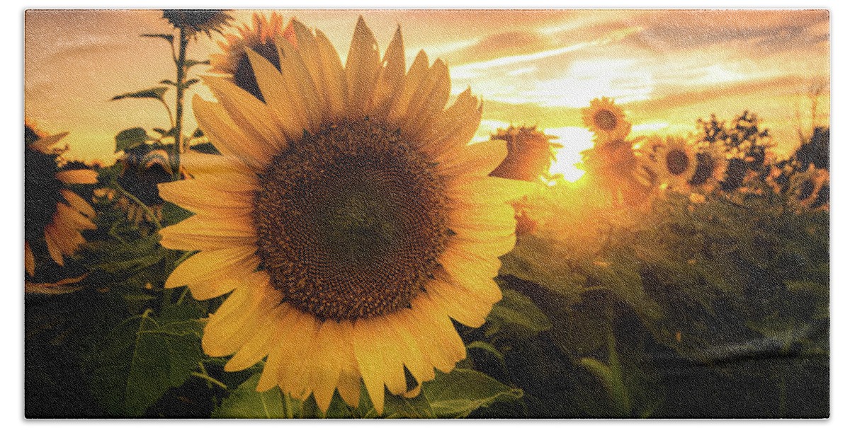 Sunflower Bath Sheet featuring the photograph Sunflower #1 by Cale Best