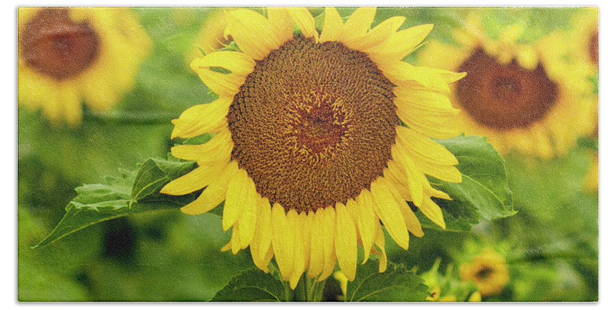 Sunflower Bath Towel featuring the photograph Sunflower #1 by Ronda Kimbrow